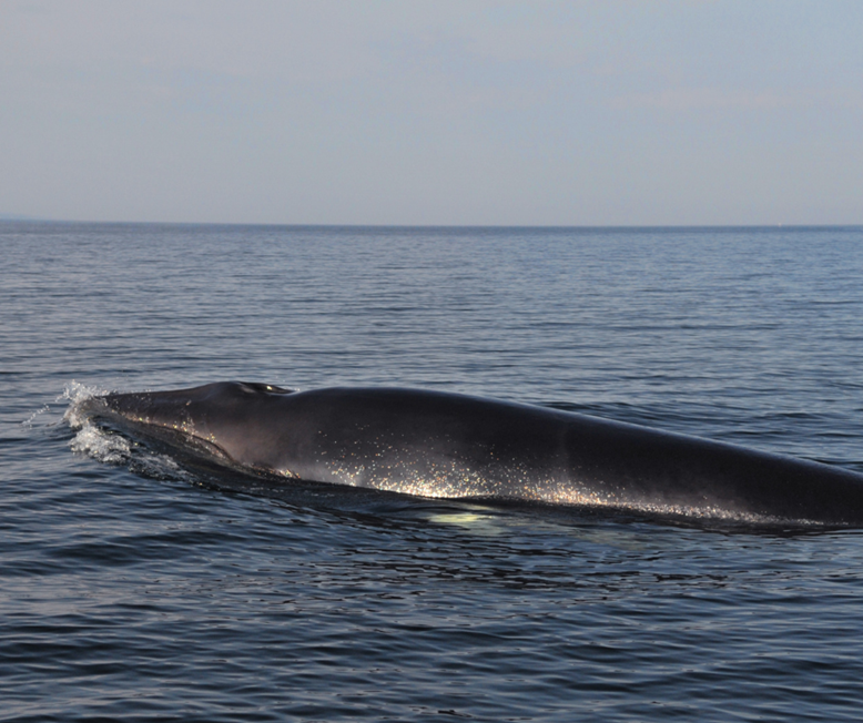 Minke Whale near Isle of Mull