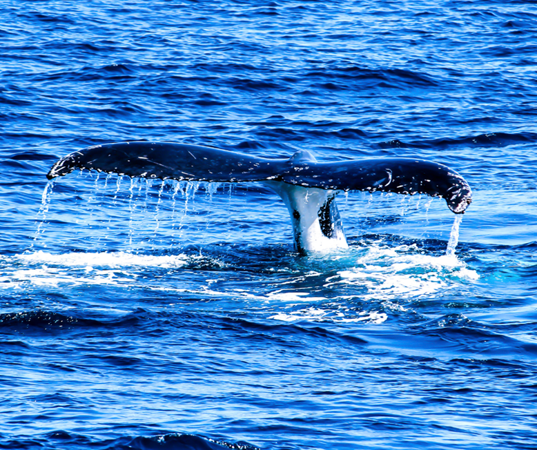 Whale tale near Isle of Mull