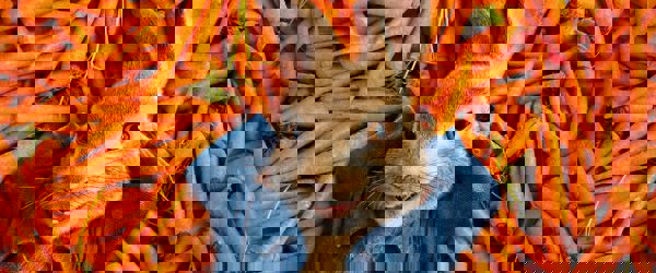 Daffodil | beatrice potter blog hero