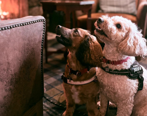 Dog Friendly LF (1)