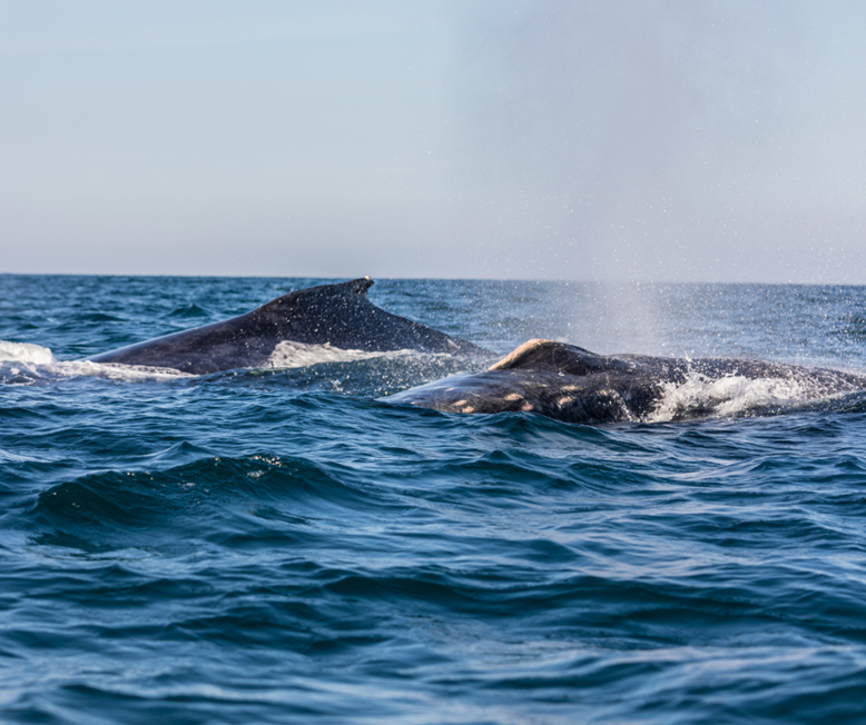 Whales near Isle of Mull