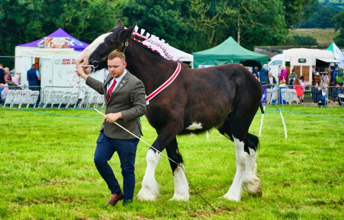 Horse