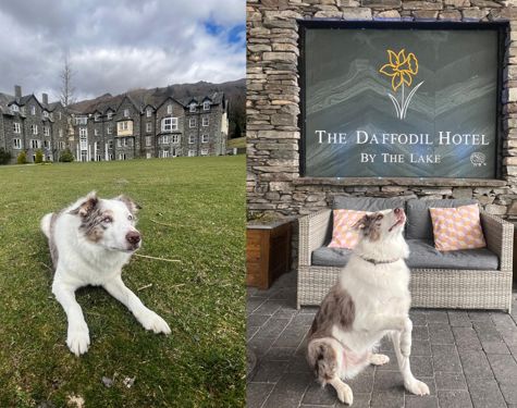 Daffodil Dog