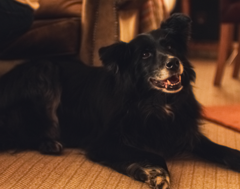 Balmoral Arms Dog Friendly