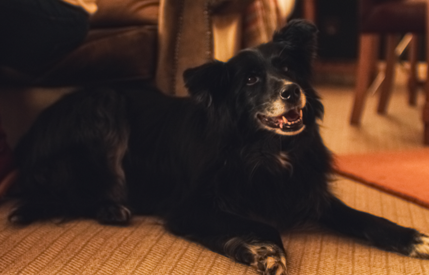Balmoral Arms | Balmoral Arms Dog Friendly