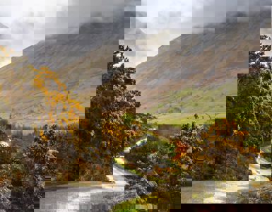 Daffodil | Ten Things To Do in the Lake District on a Rainy Day ?? Daffodil