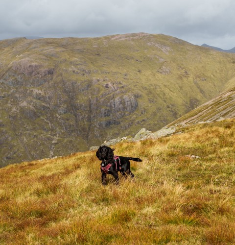 Glencoe Dog (1)