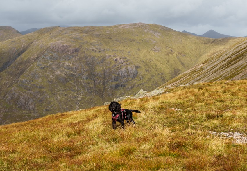 Glencoe Inn | Glencoe Dog (1)