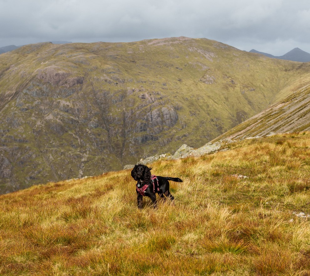 Glencoe Inn | Glencoe Dog (1)