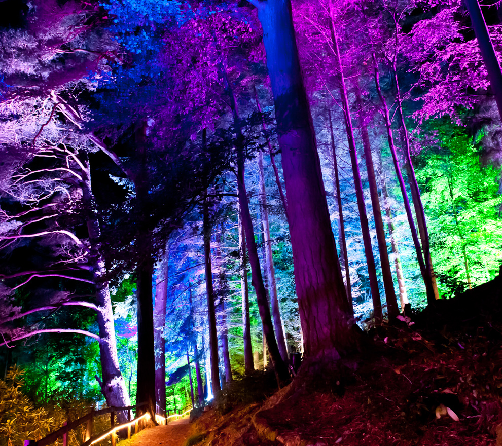 Enchanted Forest