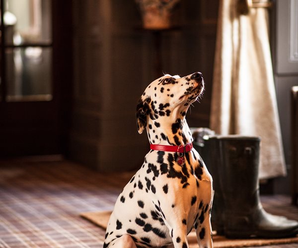 Dalmatian in Dog-Friendly Loch Fyne Hotel & Spa Lobby