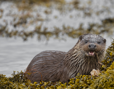 Crerar Group | 7 Things To Do On Mull In The Rain ?? Crerar Group