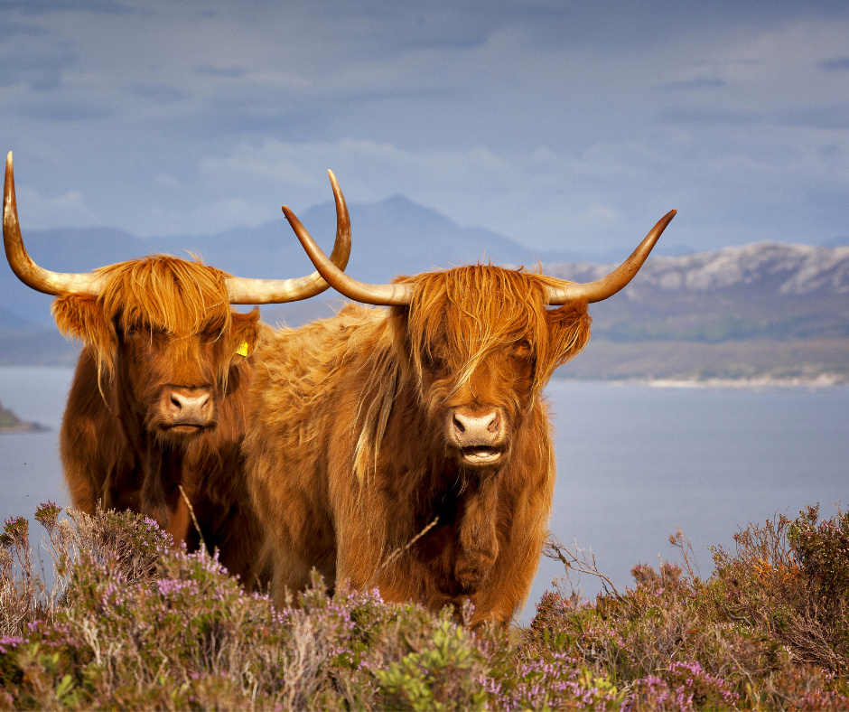 7 Best Honeymoon Destination Ideas in Scotland, UK