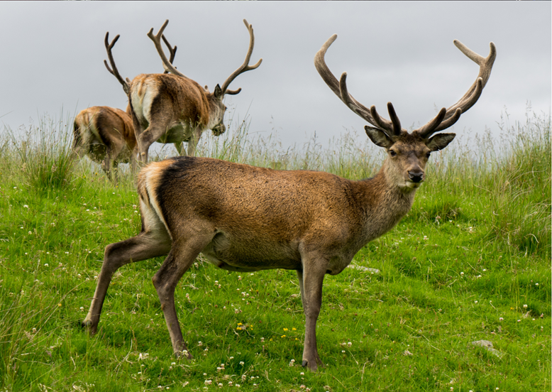 Winter Activities in Scotland - Deer in Cairngorms National Park