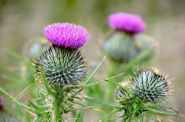 Crerar Group | Scottish Thistle