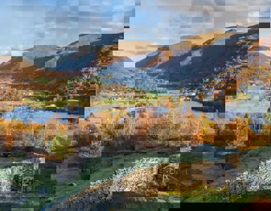 Daffodil | Where and When to See the Leaves Turn in the Lake District ?? Daffodil