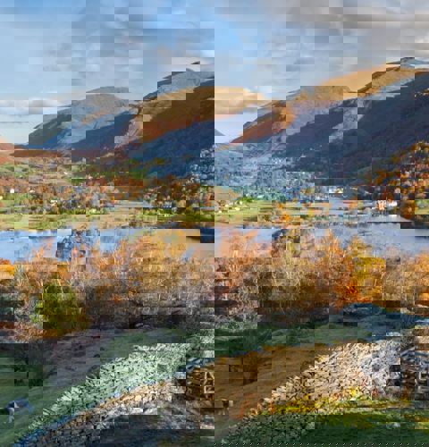 Daffodil | Where and When to See the Leaves Turn in the Lake District ?? Daffodil