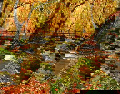 Daffodil | Autumn Walks in the Lake District ?? Daffodil