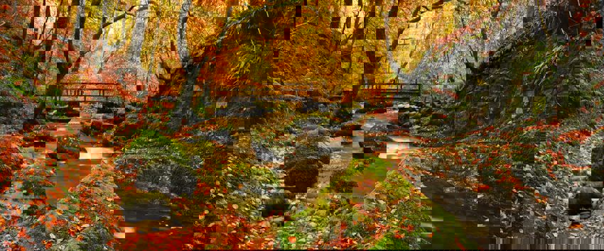 Daffodil | Autumn Walks in the Lake District ?? Daffodil