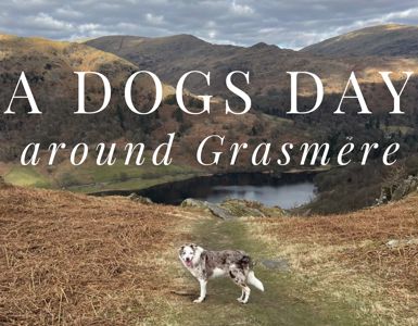 Daffodil | Lakes Dog Blog