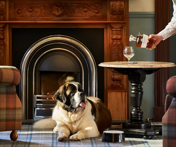 St Bernards Dog Lying By The Fireplace in Dog Friendly Hotel Scotland