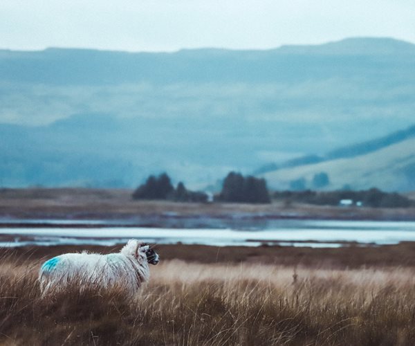 Sheep near Isle Of Mull Hotel & Spa