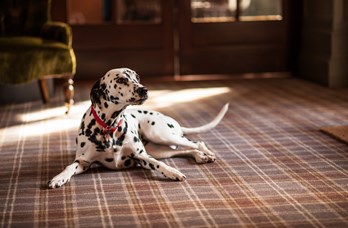 Dalmatian in Dog-Friendly Deeside Inn