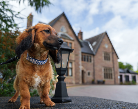 Award Winning Hotel Group launches search for first 'Ambassadog' ?? ''
