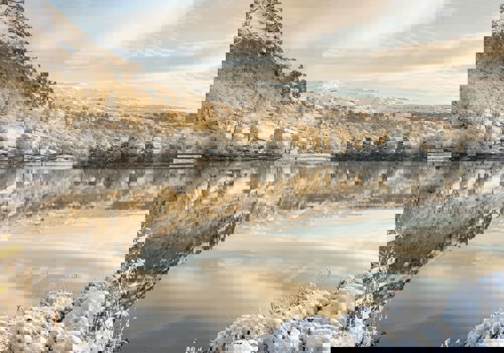 Daffodil | Winter Things To Do in the Lake District ?? Daffodil