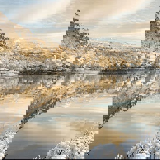 Daffodil | Winter Things To Do in the Lake District ?? Daffodil