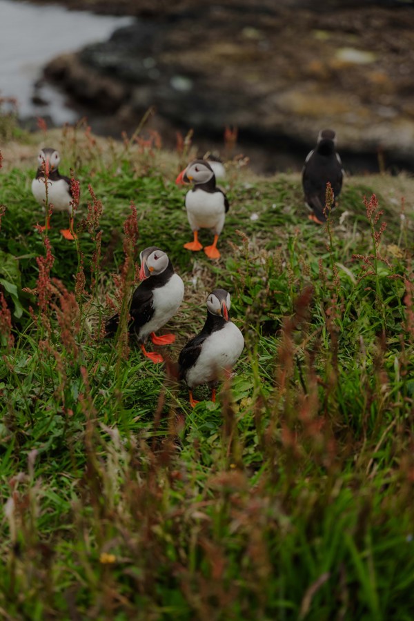 Isle of Mull | Isle Of Mull Hotel And Spa Location00011