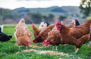 Crerar Home Farm Roosters & Chickens