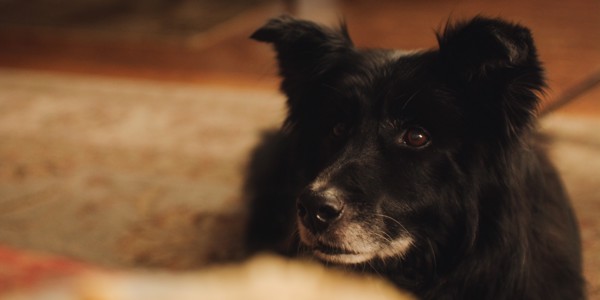 Balmoral Arms | Balmoral Arms Lifestyle00016