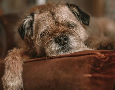 Dog Friendly Hotel Stays at Oban Bay ?? ''