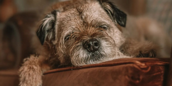 Oban Bay | Dog Friendly Hotel Stays at Oban Bay ?? Oban Bay