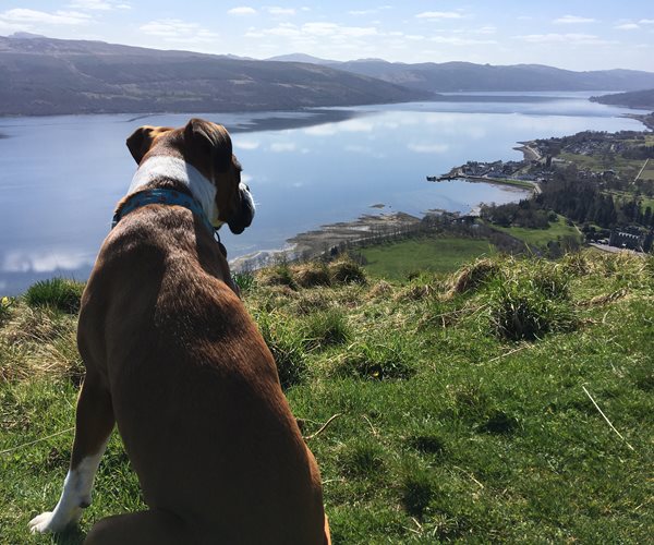 Dog overlooking Loch at Glencoe 